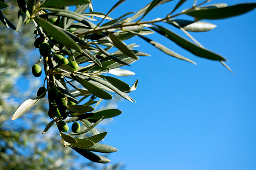 TRTA 13 – cvetna nedelja – leto A – 2